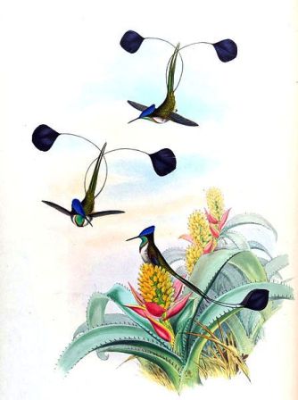 Illustration of Loddigesia mirabilis by John Gould